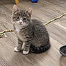 cat, kitten, tabby, gray_fur, white_chest, blue_eyes, sitting, indoors, floor, wood_floor, pet, animal, cute, portrait, looking_at_camera, whiskers, ears, toys, furniture, household