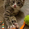 Tulip joined the competition — help win amazing prizes! cat, kitten, tabby, feline, pet, animal, gray_fur, striped_fur, white_paws, green_eyes, pink_nose, whiskers, large_ears, lying_down, stretched_out, plush_toy, orange_toy, green_toy, indoor, wood_floor