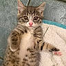 cat, kitten, tabby, feline, pet, animal, portrait, closeup, wide_eyed, pink_nose, whiskers, ears, paws, toe_beans, striped_fur, fluffy, lying_down, towel, tile, indoor