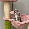 Tulip joined the competition — help win amazing prizes! cat, kitten, tabby, pet, animal, feline, cat_tree, scratching_post, hammock, pink, green, gray, white, fluffy, sitting, indoors, cozy, playful, pom_pom, portrait