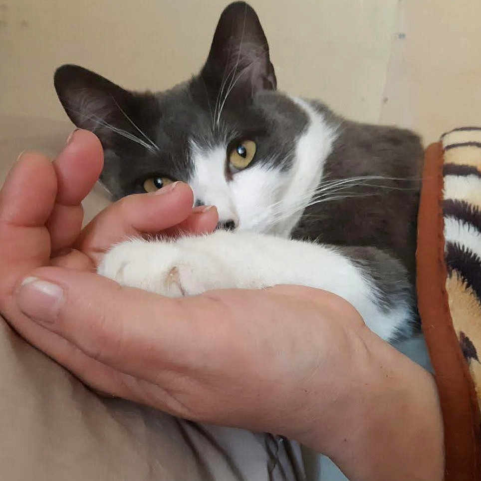 Denkou participe au concours pour gagner de l'argent avec cette photo : animal, blanket, cat, close_up, comfort, cozy, curious, domestic_cat, feline, gray_cat, hand, human_hand, indoor, paw, pet, resting, snuggle, soft, tiger_pattern, white_cat