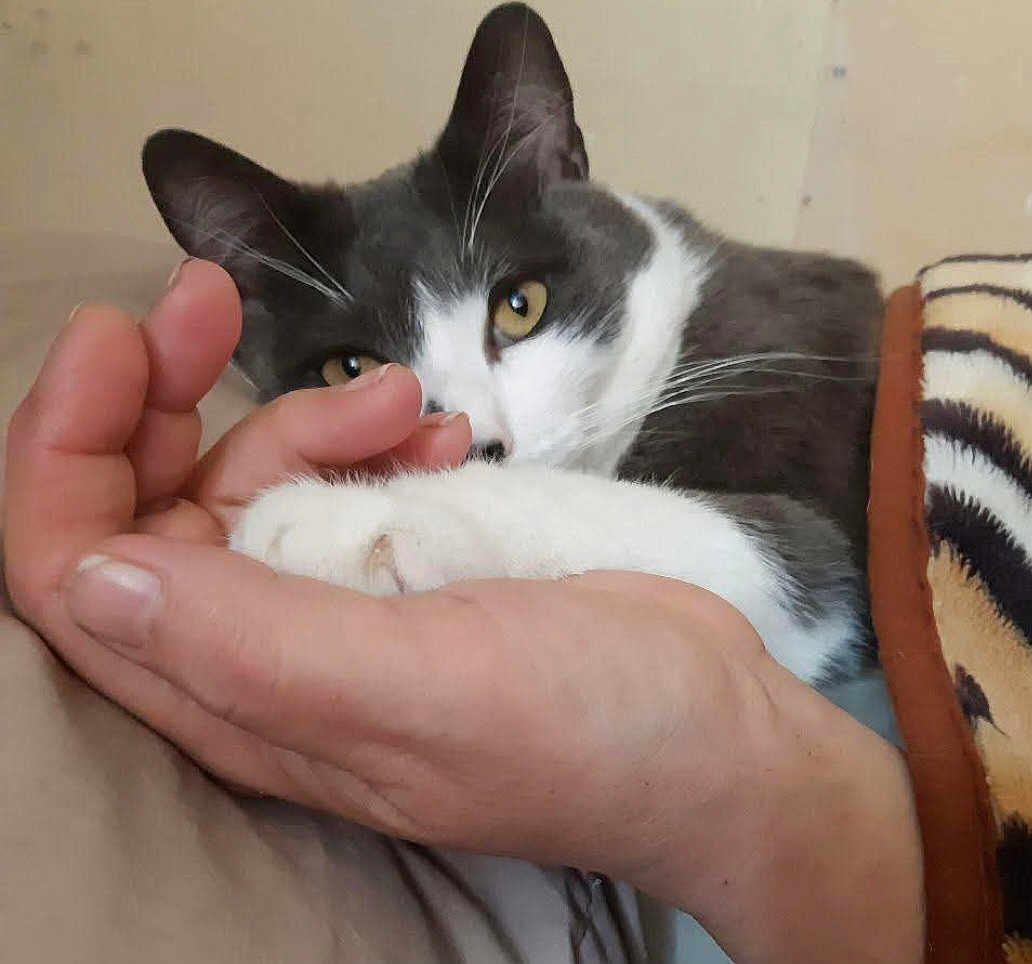 Denkou participe au concours pour gagner de l'argent avec cette photo : cat, hand, paw, blanket, tiger_pattern, gray_cat, white_cat, indoor, close_up, pet, cozy, snuggle, curious, feline, human_hand, resting, comfort, animal, domestic_cat, soft