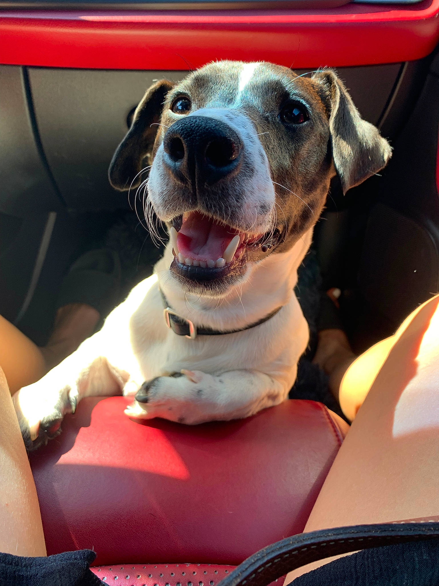 Nano a rejoint le concours — aidez-le/la à gagner de superbes lots ! auto_part, automotive_exterior, automotive_lighting, car, car_seat, carnivore, collar, companion_dog, dog, dog_breed, dog_collar, fawn, motor_vehicle, snout, sporting_group, vehicle, vehicle_door, whiskers, windshield, working_animal