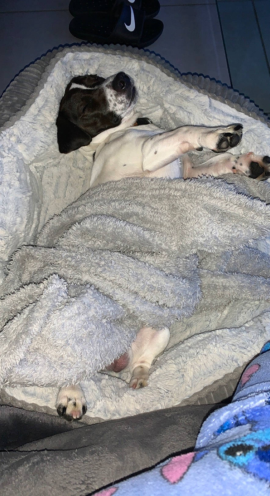 Nano participe au concours pour gagner de l'argent avec cette photo : art, bedrock, comfort, companion_dog, dog, dog_breed, fawn, felidae, fur, grey, guard_dog, linens, rock, terrestrial_animal, wildlife, wood