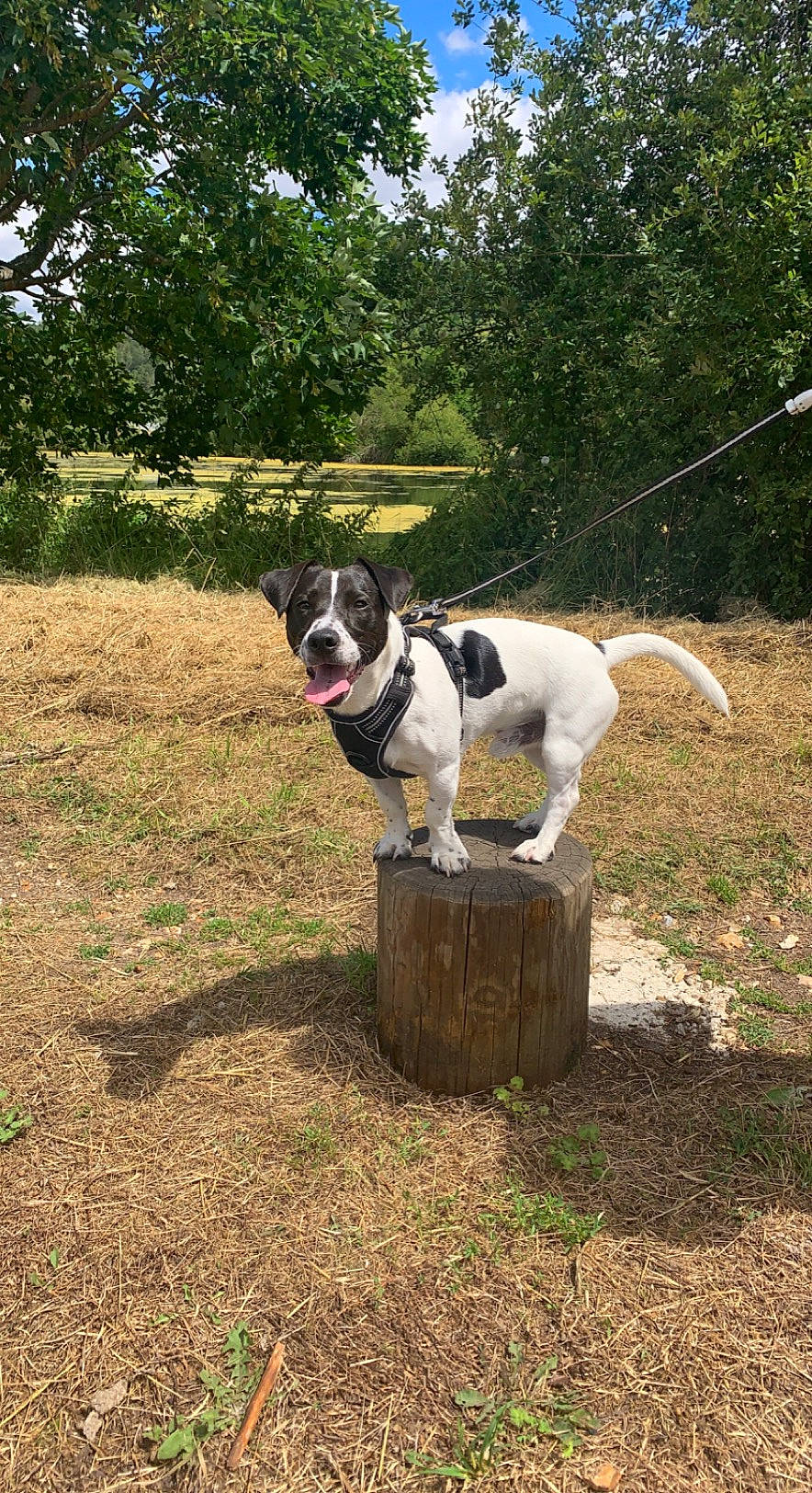 Nano a rejoint le concours — aidez-le/la à gagner de superbes lots ! ball, canidae, carnivore, collar, companion_dog, dog, dog_breed, dog_collar, dog_supply, fawn, grass, gun_dog, pet_supply, plant, soil, sporting_group, tail, tree, working_animal, working_dog