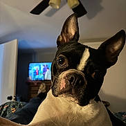 Snoopy is registered to the contest to win money with this photo: dog, boston_terrier, pet, indoor, ceiling_fan, television, door, ears, face, black_and_white, close_up, curious, canine, animal, fur, snout, whiskers, bed, relaxed, portrait