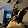 dog, boston_terrier, pet, indoor, ceiling_fan, television, door, ears, face, black_and_white, close_up, curious, canine, animal, fur, snout, whiskers, bed, relaxed, portrait