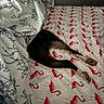 animal, bed, black, blanket, comfort, cozy, dog, fabric, flamingo_pattern, fur, home, indoor, legs, pattern, paws, red, resting, sleeping, textile, white
