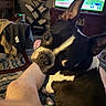 animal, baseball_game, black_and_white, book_shelf, casual, companion, cozy, curious, dog, expression, furniture, human_leg, indoor, lap, living_room, person, pet, relaxation, rug, television