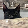 cat, black_cat, sink, bathroom, curious, peeking, faucet, granite_countertop, eyes, ears, pet, indoor, closeup, animal, whiskers, domestic_cat, household, water_fixture, mystery, playful
