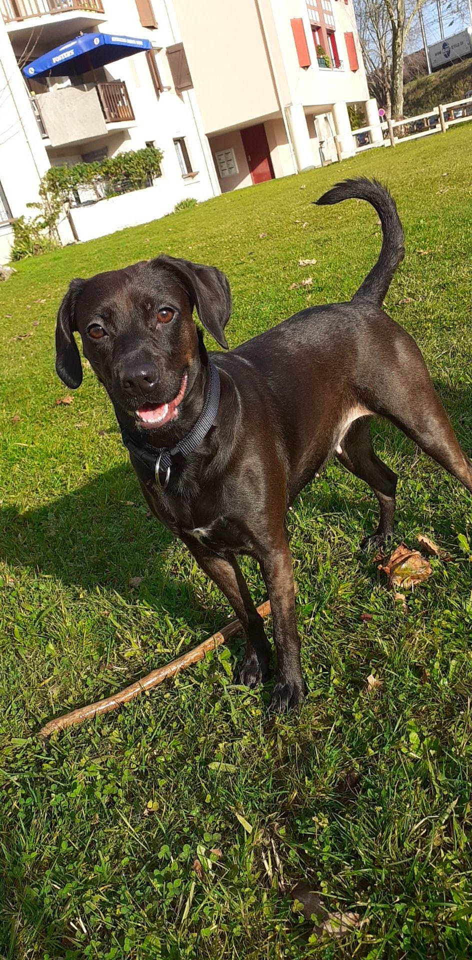 Bella a rejoint le concours — aidez-le/la à gagner de superbes lots ! borador, building, carnivore, collar, companion_dog, dog, dog_breed, dog_collar, fawn, grass, gun_dog, leash, liver, pet_supply, plant, snout, sporting_group, tail, whiskers, working_animal