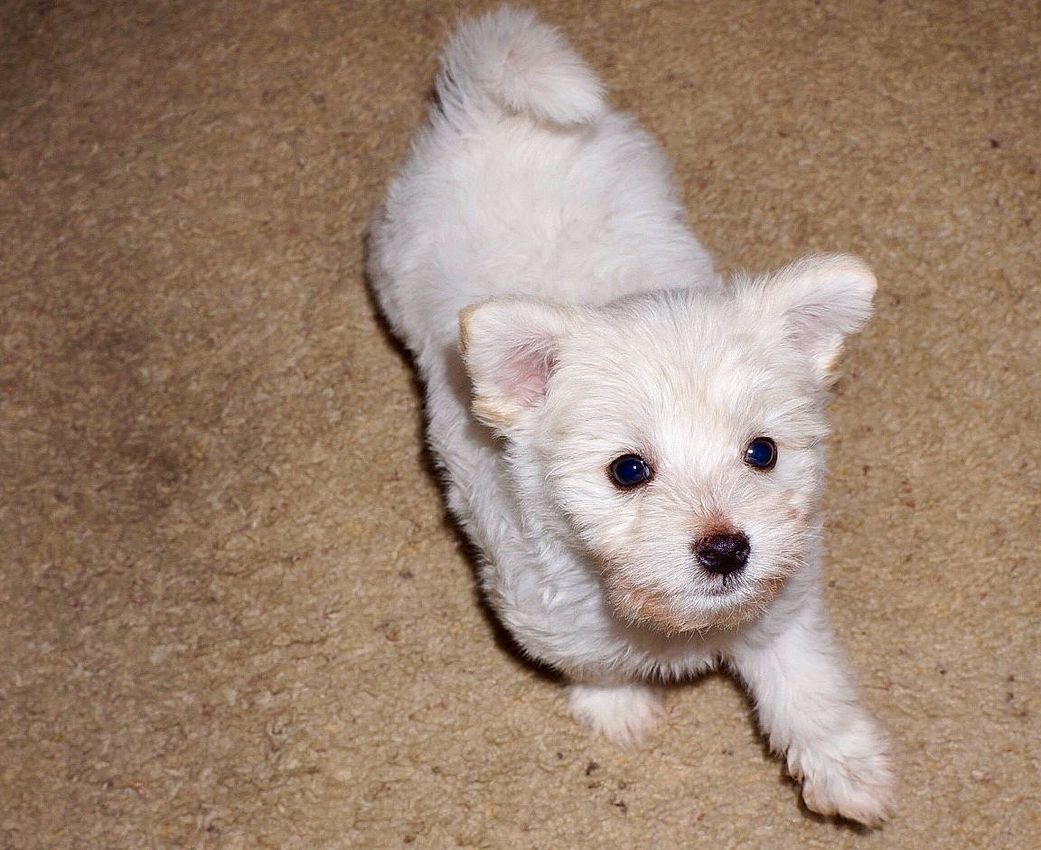 Versace is registered to the contest to win money with this photo: canidae, carnivore, companion_dog, dog, dog_breed, havanese, maltepoo, maltese, mammal, morkie, norwich_terrier, puppy, rare_breed_dog, schnoodle, skin, small_terrier, terrier, toy_dog, vertebrate, west_highland_white_terrier