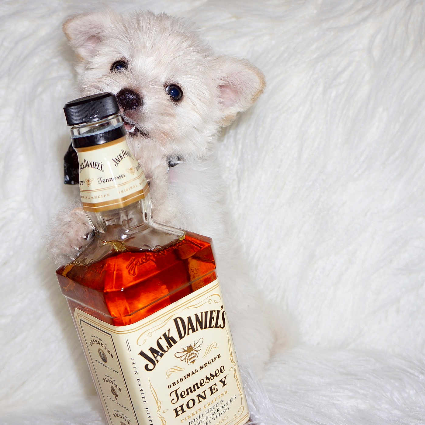 Versace joined the competition — help win amazing prizes! bichon, canidae, carnivore, distilled_beverage, dog, dog_breed, drink, liqueur, maltese, puppy, teddy_bear, toy_dog, west_highland_white_terrier