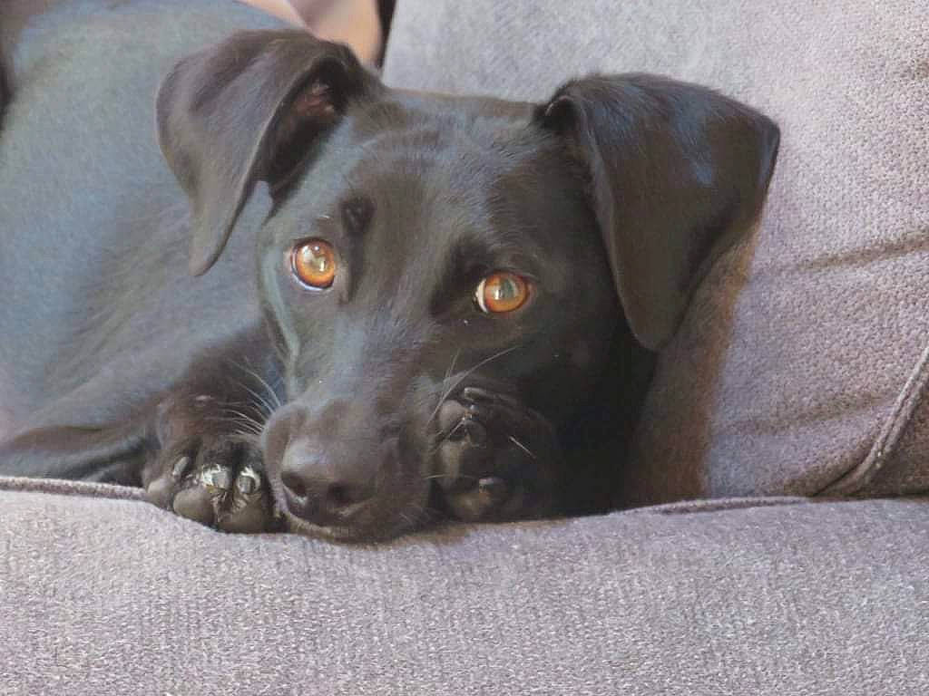 Pédro participe au concours pour gagner de l'argent avec cette photo : borador, canidae, carnivore, companion_dog, dog, dog_breed, gun_dog, hunting_dog, liver, snout, sporting_group, whiskers, working_animal