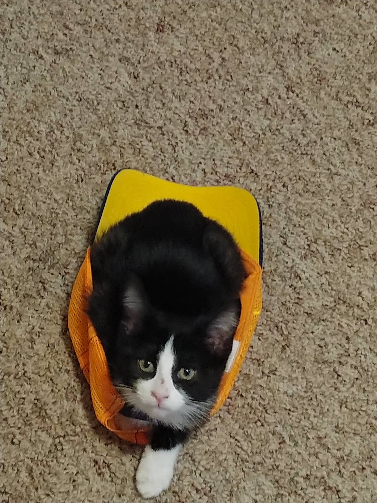 Julie joined the competition — help win amazing prizes! black_cat, carnivore, cat, domestic_short_haired_cat, fashion_accessory, felidae, fur, hat, headgear, kitten, small_to_medium_sized_cats, square, tail, whiskers, yellow