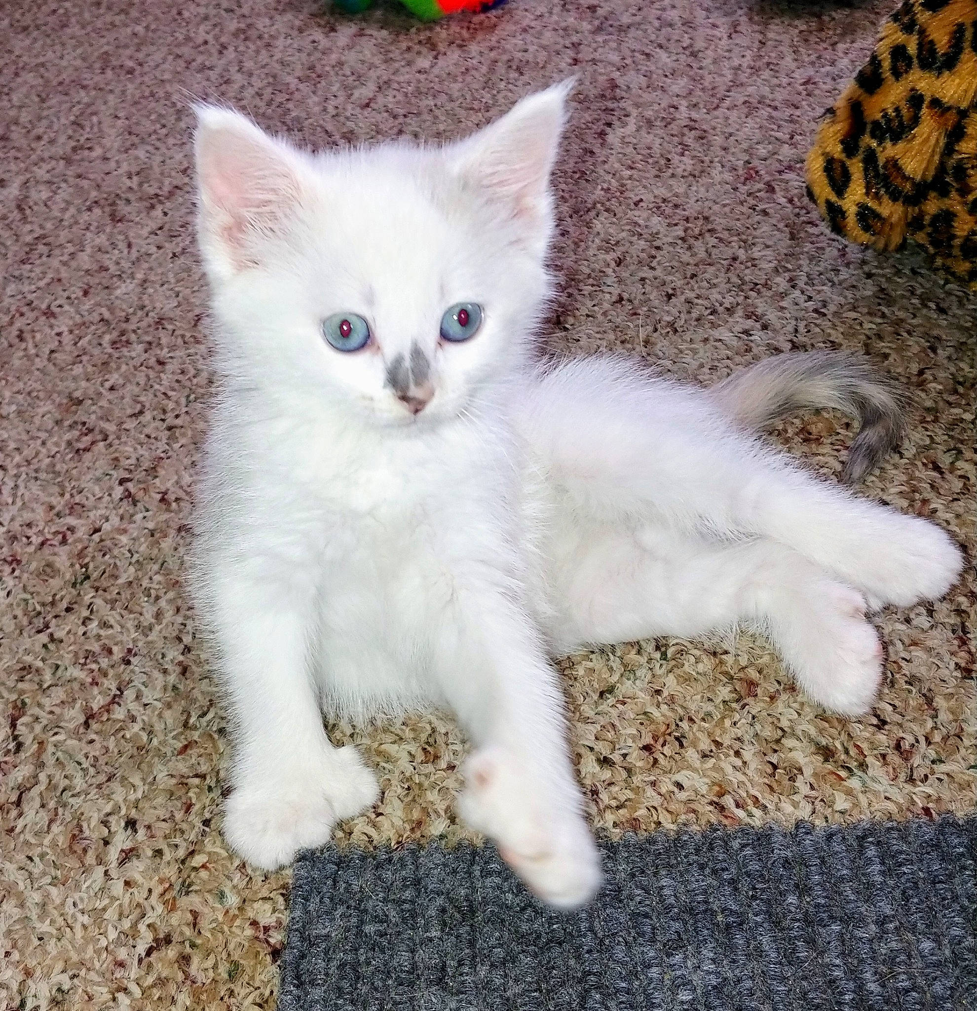 Hemi is registered to the contest to win money with this photo: asian, burmilla, carnivore, cat, colorpoint_shorthair, domestic_short_haired_cat, eye, felidae, khao_manee, kitten, mammal, ojos_azules, polydactyl_cat, ragdoll, small_to_medium_sized_cats, tail, turkish_angora, turkish_van, vertebrate, whiskers