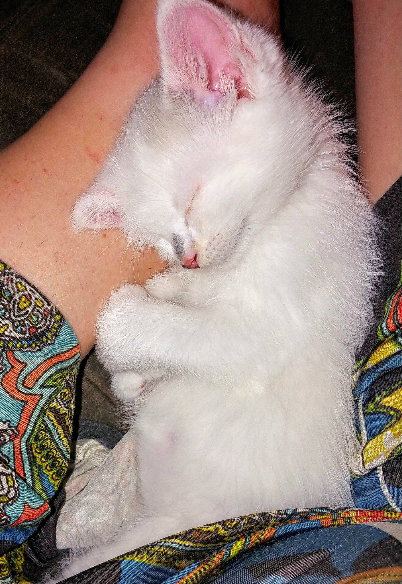 Hemi joined the competition — help win amazing prizes! asian, carnivore, cat, claw, domestic_long_haired_cat, domestic_short_haired_cat, felidae, foot, fur, kitten, leg, polydactyl_cat, ragdoll, small_to_medium_sized_cats, turkish_angora, turkish_van, whiskers