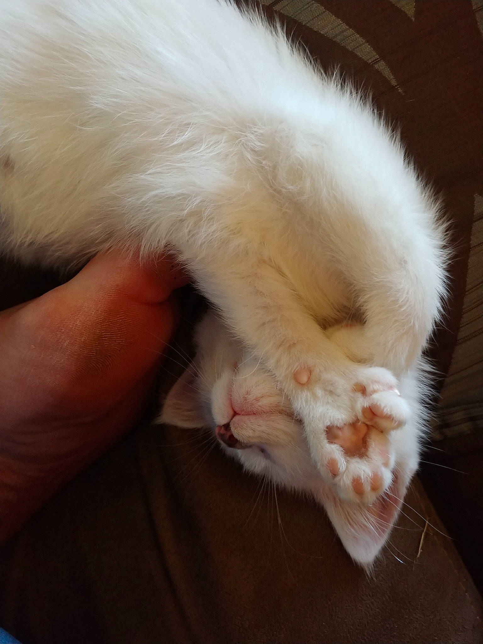 Hemi joined the competition — help win amazing prizes! carnivore, cat, claw, colorpoint_shorthair, domestic_long_haired_cat, ear, felidae, ferret, fur, khao_manee, nose, paw, polydactyl_cat, ragdoll, skin, small_to_medium_sized_cats, tail, turkish_angora, turkish_van, whiskers