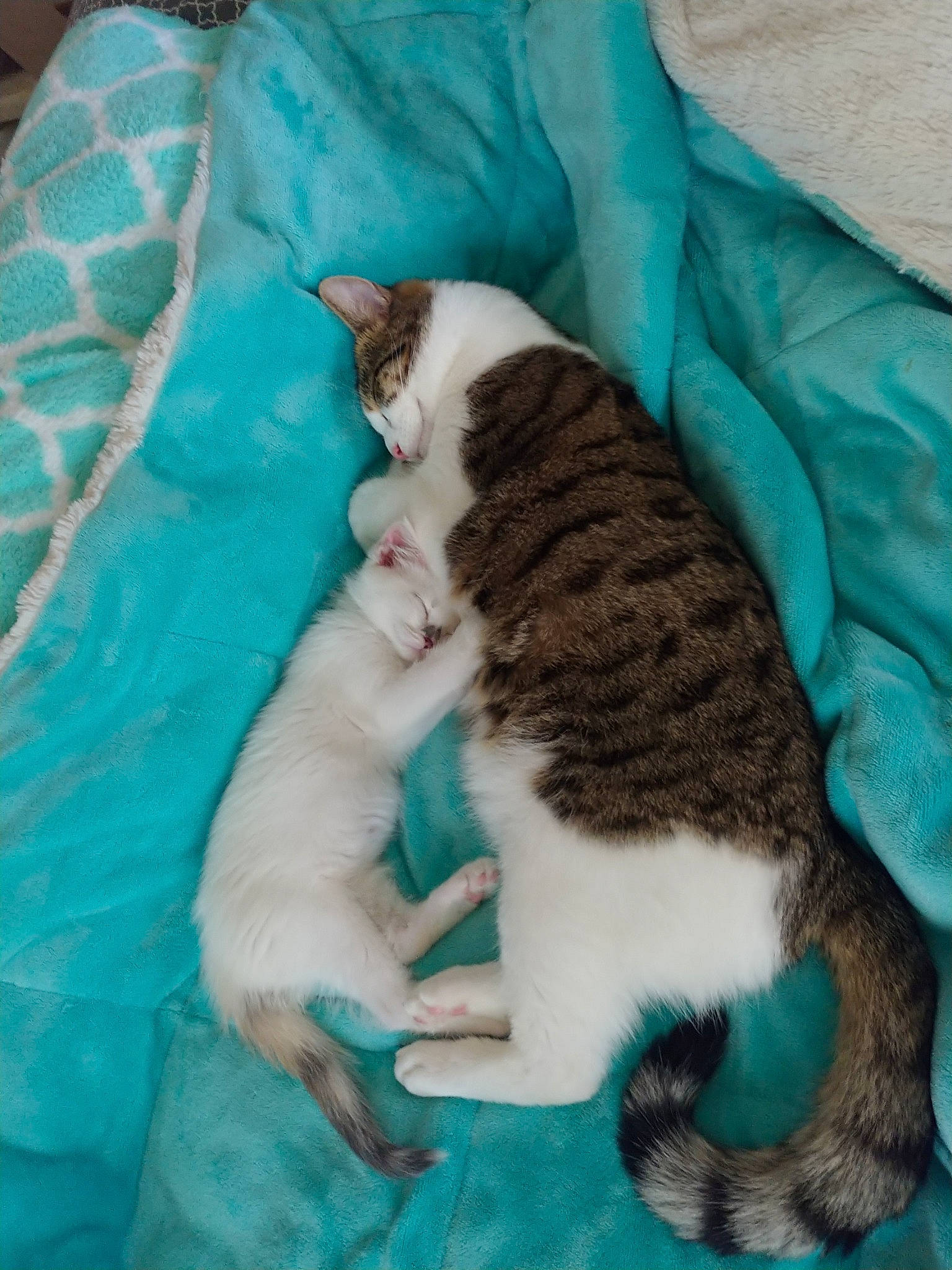 Daniel is registered to the contest to win money with this photo: aegean_cat, carnivore, cat, claw, domestic_short_haired_cat, european_shorthair, felidae, fur, german_rex, kitten, nap, sleep, small_to_medium_sized_cats, tail, whiskers