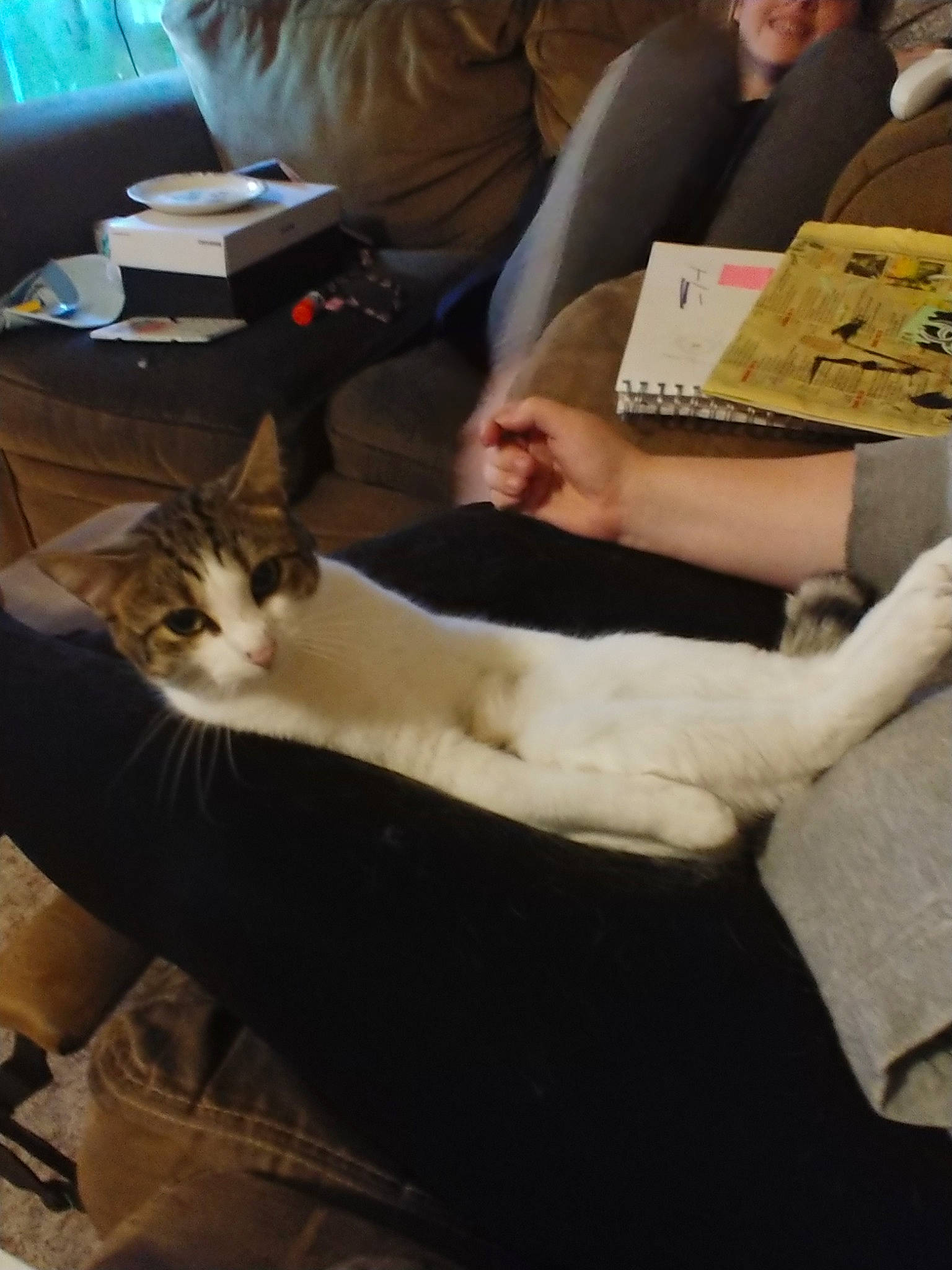 Daniel is registered to the contest to win money with this photo: aegean_cat, asian, cardboard, carnivore, cat, domestic_short_haired_cat, european_shorthair, felidae, fur, kitten, lap, leg, small_to_medium_sized_cats, whiskers