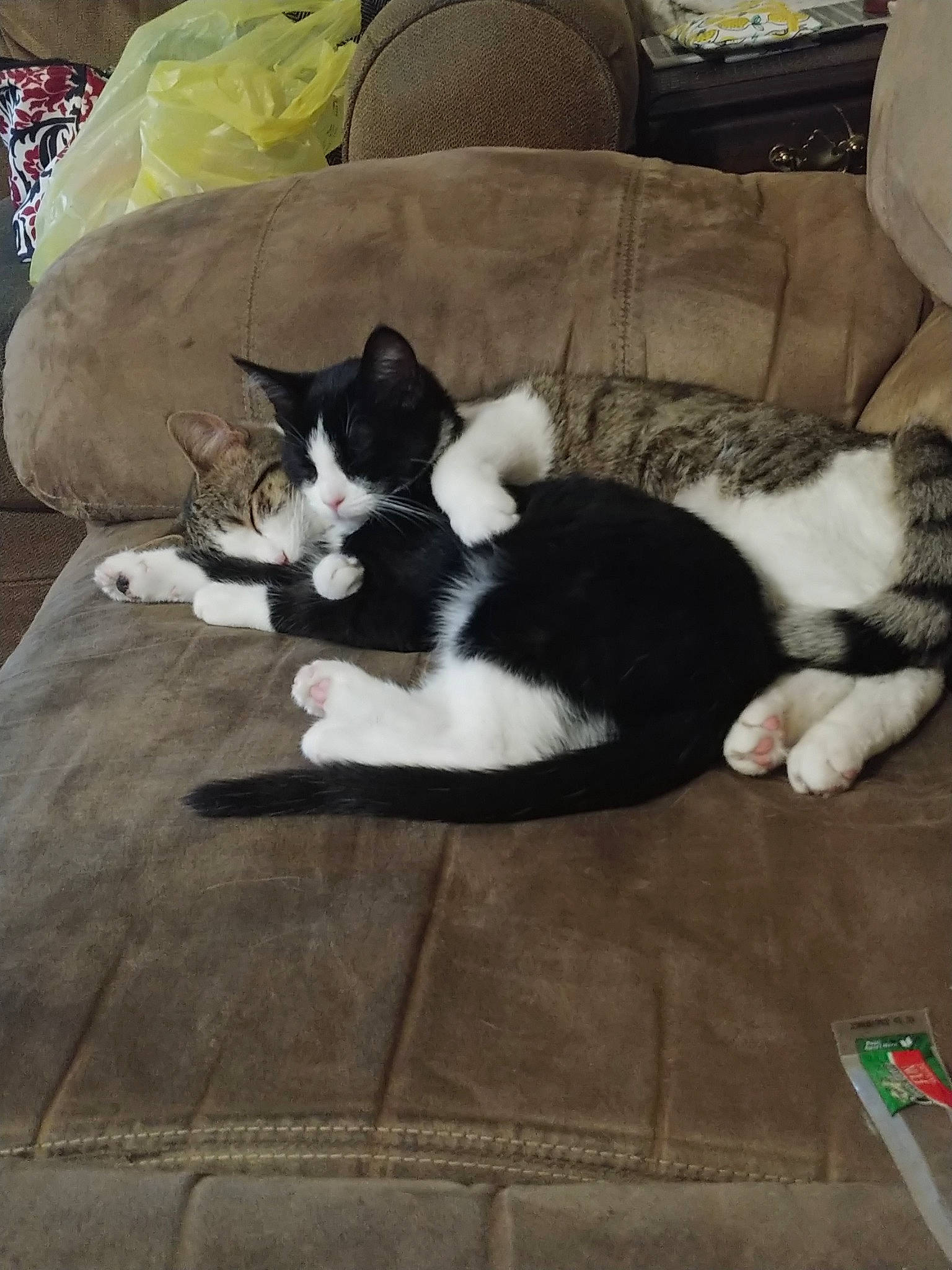 Daniel joined the competition — help win amazing prizes! carnivore, cat, domestic_short_haired_cat, european_shorthair, felidae, fur, kitten, polydactyl_cat, small_to_medium_sized_cats, tail, whiskers