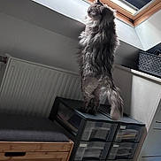 Yoda a rejoint le concours — aidez-le/la à gagner de superbes lots ! basket, cat, cozy, curious, cushion, domestic, drawer_unit, fluffy_cat, furniture, grey_cat, home, indoor, looking_out, natural_light, pet, room, skylight, standing, window, wooden_bench
