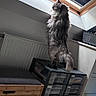 cat, fluffy_cat, indoor, window, skylight, drawer_unit, furniture, wooden_bench, cushion, basket, curious, standing, natural_light, grey_cat, pet, home, cozy, looking_out, domestic, room