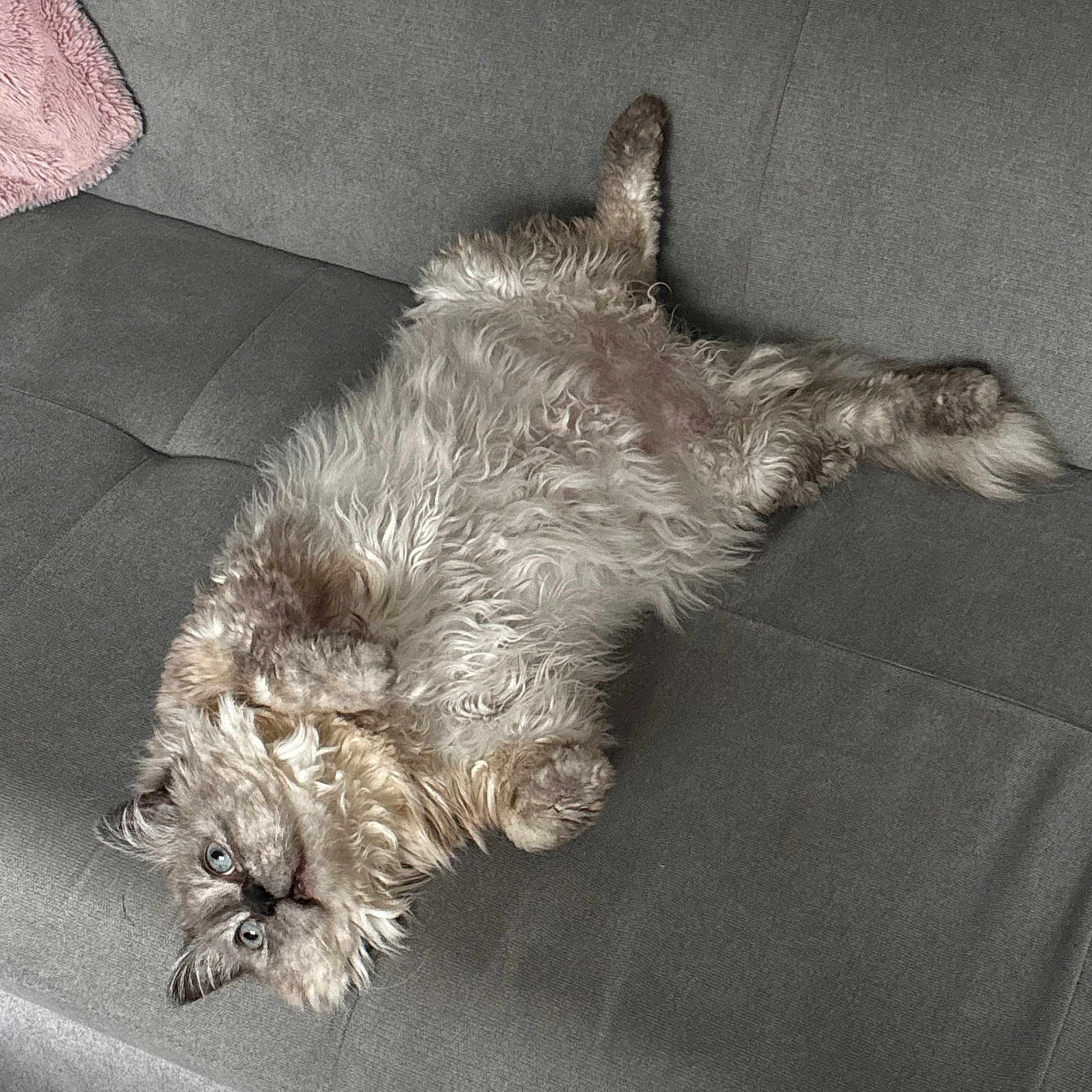 Yoda