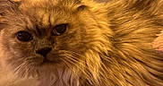 Yoda participe au concours pour gagner de l'argent avec cette photo : cat, fluffy, fur, golden_brown, indoor, couch, pet, animal, close_up, portrait, whiskers, relaxed, feline, cozy, home, soft_lighting, looking, ears, face, sitting
