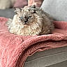 cat, blue_eyes, fluffy, feline, pet, indoor, blanket, pink_blanket, sofa, couch, cozy, relaxed, resting, fur, animal, domestic, cute, portrait, home, comfortable