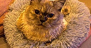 Yoda participe au concours pour gagner de l'argent avec cette photo : animal, cat, closeup, comfortable, couch, cozy, cute, domestic_animal, ears, face, fluffy, fur, furniture, home, indoor, pet_bed, relaxed, resting, soft, whiskers