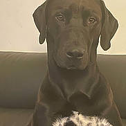 Rossi joined the competition — help win amazing prizes! animal, black_dog, black_fur, calm, canine, companionship, couch, dog, domestic_animal, ears, face, friendly, fur, indoor, looking_at_camera, mammal, pet, portrait, sitting, white_patch