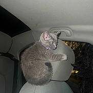 Reign joined the competition — help win amazing prizes! cat, kitten, gray_cat, car_interior, headrest, seat, collar, bell, night, flash, pet, feline, curious, profile, fur, ears, whiskers, window, seatback, odd_pose