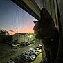 cat, feline, pet, window, window_screen, mesh, screen_texture, sunset, sky, parking_lot, cars, apartment_building, silhouette, eye, ear, curtain, evening, indoor, outdoor_view, head