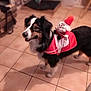 Doudou participe au concours pour gagner de l'argent avec cette photo : animal, black_and_white, celebration, christmas, companion, costume, cute, decor, dog, domestic, festive, furry, holiday, indoor, pet, santa_claus, smiling, standing, tile_floor, toy