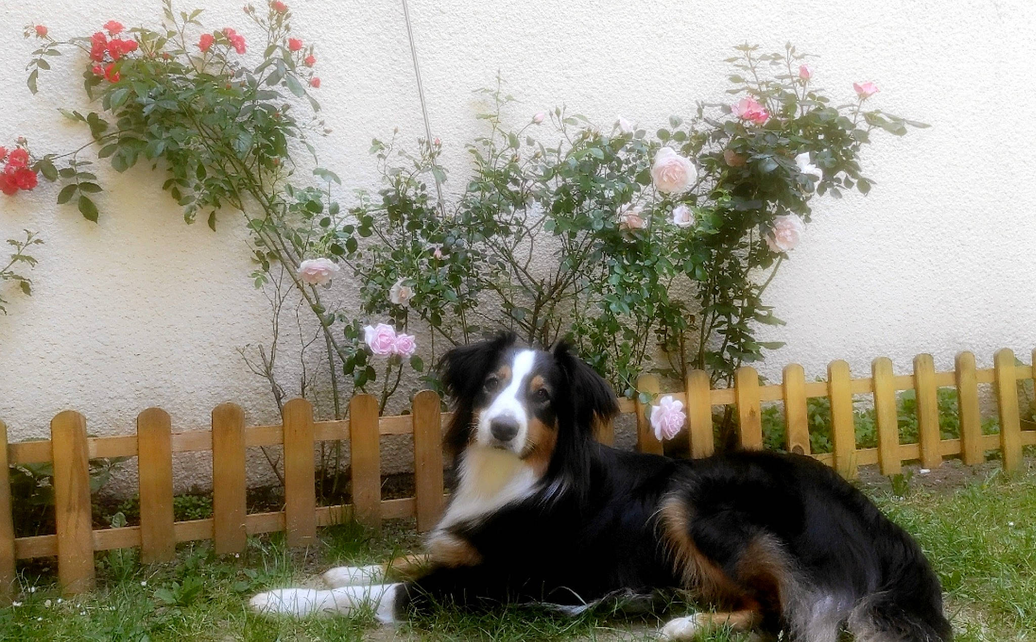 Doudou a rejoint le concours — aidez-le/la à gagner de superbes lots ! border_collie, canidae, carnivore, collie, companion_dog, dog, dog_breed, fence, flower, grass, herding_dog, home_fencing, outdoor_furniture, plant, shrub, sporting_group, tail, terrestrial_animal, working_dog, yard