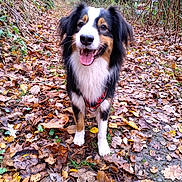 Doudou participe au concours pour gagner de l'argent avec cette photo : animal, autumn, canine, dog, ears, fallen_leaves, forest_path, fur, happy, leaves, muzzle, nature, outdoor, pet, seasonal, smiling, tongue_out, trees, tricolor, walking
