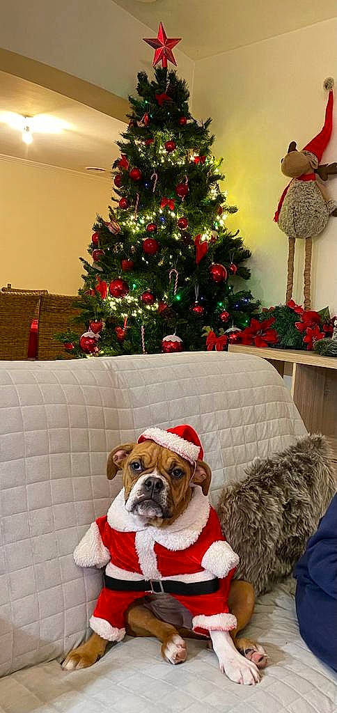 Twilight a rejoint le concours — aidez-le/la à gagner de superbes lots ! carnivore, christmas_decoration, christmas_ornament, christmas_tree, collar, companion_dog, couch, dog, dog_breed, dog_supply, fawn, holiday_ornament, interior_design, living_room, ornament, pet_supply, plant, red, tree, white