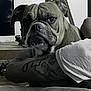 Twilight a rejoint le concours — aidez-le/la à gagner de superbes lots ! animal, arm, bulldog, canine, casual, close_up, couch, dog, domestic_animal, expression, face, furniture, indoor, living_room, person, pet, portrait, relaxed, resting, tattoo
