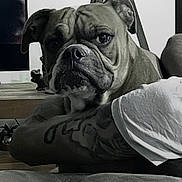 Twilight participe au concours pour gagner de l'argent avec cette photo : animal, arm, bulldog, canine, casual, close_up, couch, dog, domestic_animal, expression, face, furniture, indoor, living_room, person, pet, portrait, relaxed, resting, tattoo