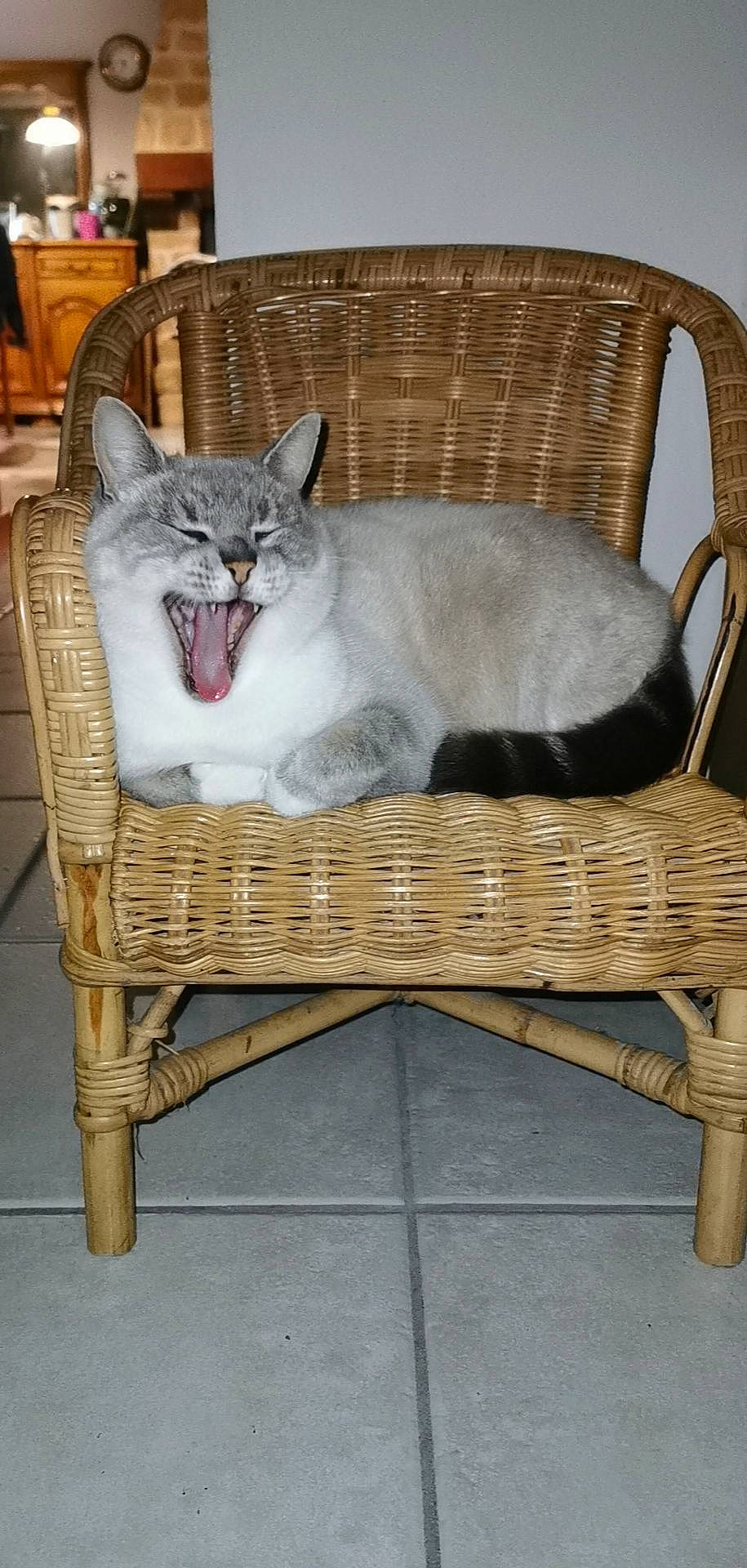 Bambou participe au concours pour gagner de l'argent avec cette photo : carnivore, cat, cat_bed, chair, comfort, felidae, furniture, small_to_medium_sized_cats, whiskers, wicker