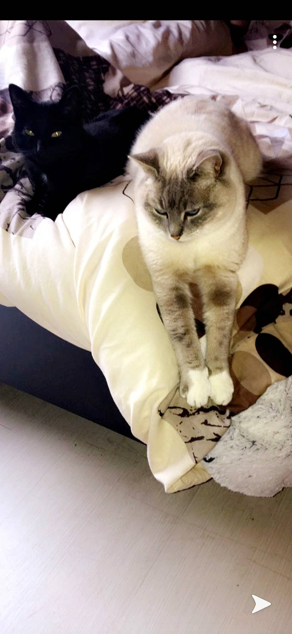 Bambou participe au concours pour gagner de l'argent avec cette photo : american_curl, asian, burmilla, carnivore, cat, domestic_long_haired_cat, domestic_short_haired_cat, european_shorthair, felidae, fur, kitten, norwegian_forest_cat, paw, polydactyl_cat, siberian, small_to_medium_sized_cats, whiskers