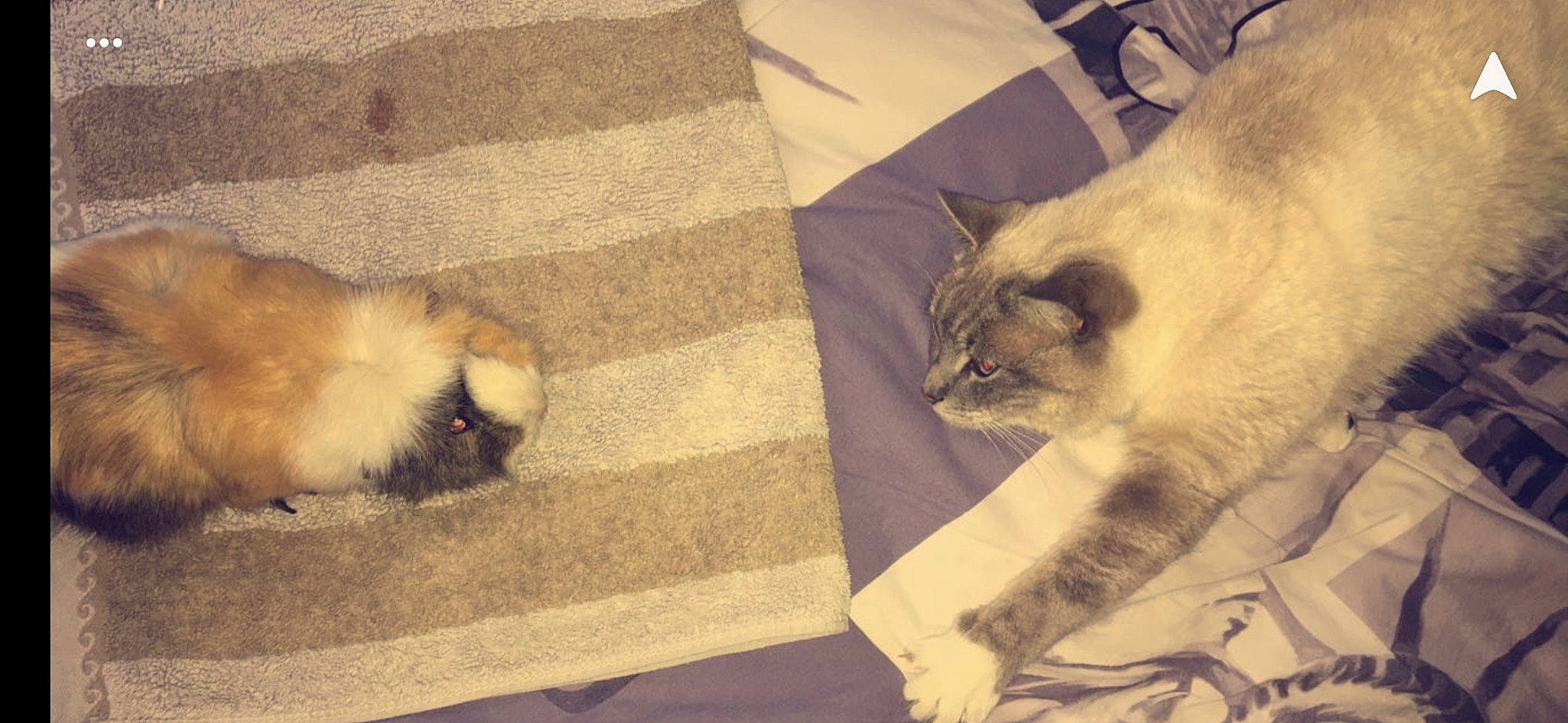 Bambou participe au concours pour gagner de l'argent avec cette photo : balinese, birman, carnivore, cat, fawn, felidae, fur, himalayan, kitten, mammal, ragdoll, siamese, small_to_medium_sized_cats, snowshoe, tail, thai, tonkinese, whiskers