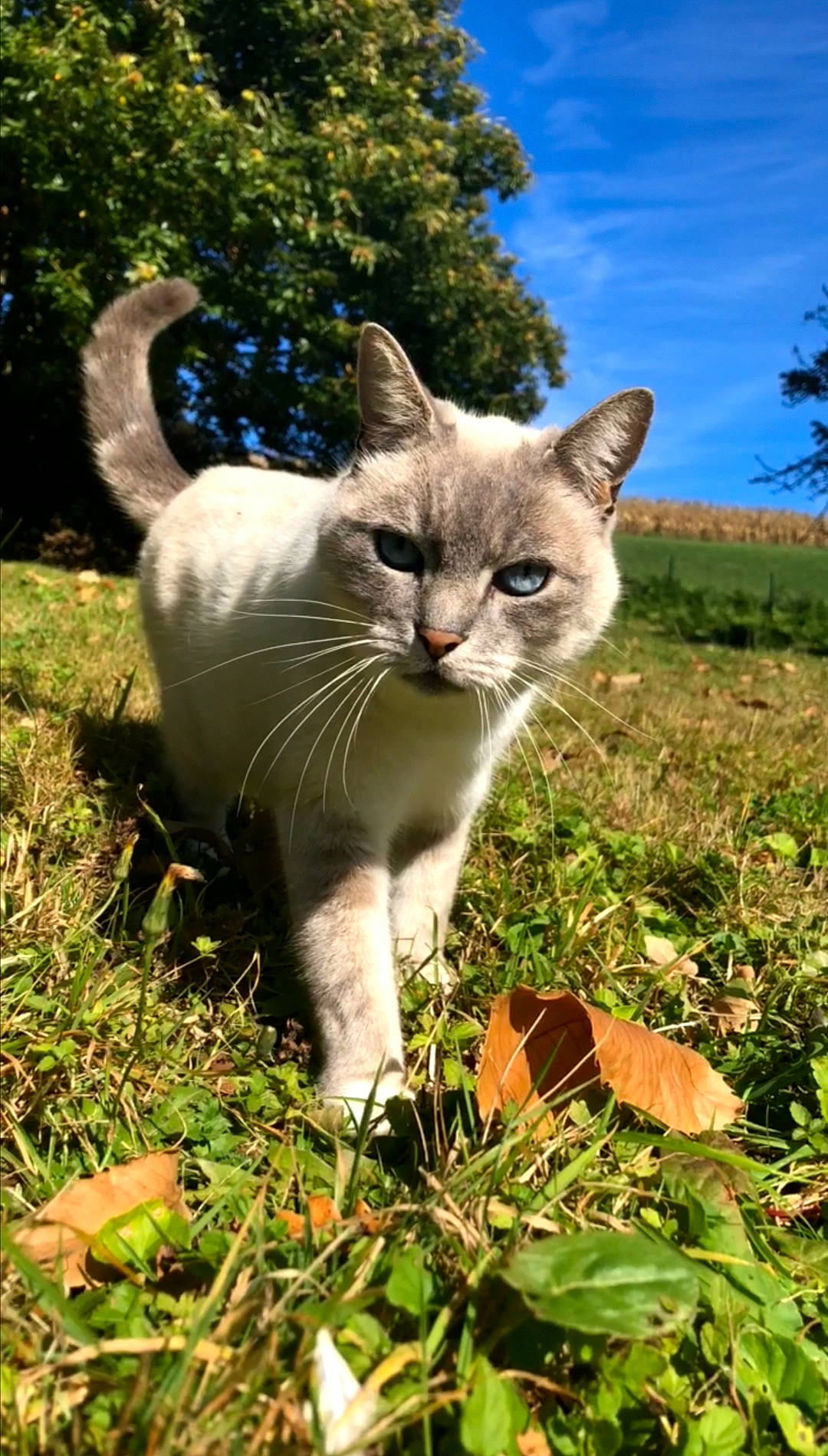 Bambou participe au concours pour gagner de l'argent avec cette photo : aegean_cat, asian, burmese, carnivore, cat, domestic_short_haired_cat, european_shorthair, fawn, felidae, german_rex, grass, mammal, ojos_azules, plant, small_to_medium_sized_cats, snout, tail, thai, vertebrate, whiskers