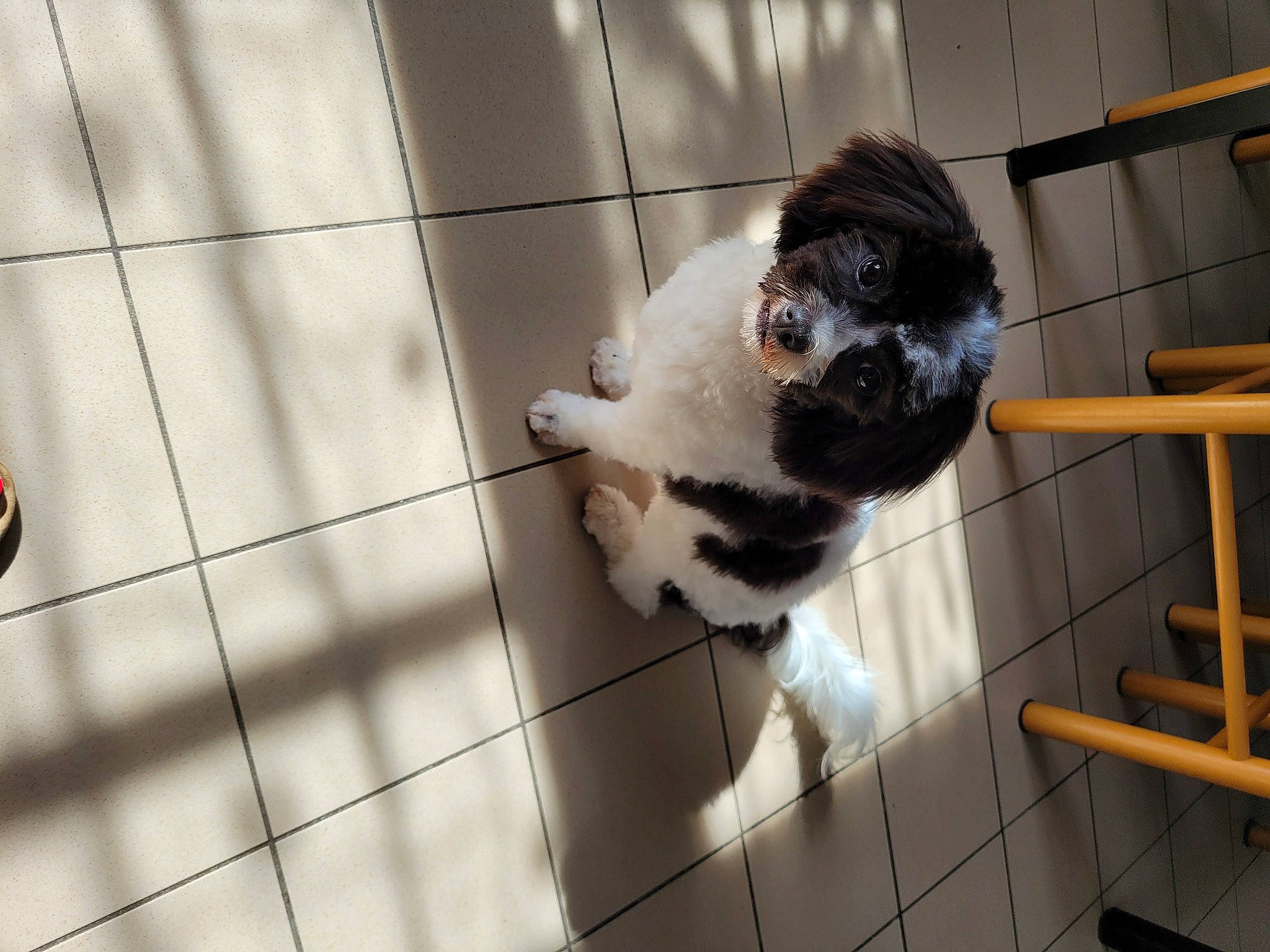 Ulane participe au concours pour gagner de l'argent avec cette photo : animal_shelter, cage, canidae, dog_breed, felidae, floor, flooring, fur, gas, monochrome, paw, pet_supply, small_to_medium_sized_cats, snout, sporting_group, tail, terrestrial_animal, tile, whiskers, wood