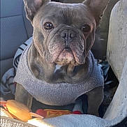 Yogi is registered to the contest to win money with this photo: dog, french_bulldog, pet, animal, car_seat, sweater, blanket, toy, indoor, close_up, cute, ears, face, fur, companion, cozy, portrait, looking, sitting, domestic_animal