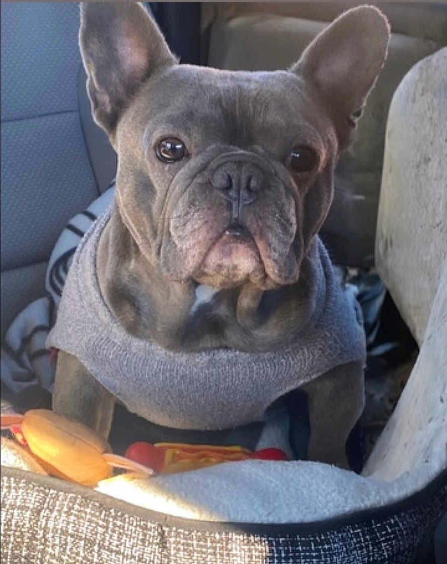 Yogi