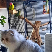 Silver participe au concours pour gagner de l'argent avec cette photo : animal, birdcage, cage, cat, colorful_birds, companion, curious, domestic, feathers, fluffy_cat, furniture, furry, home, indoor, parrot, perching, pet, pet_toys, plant, wooden_branches