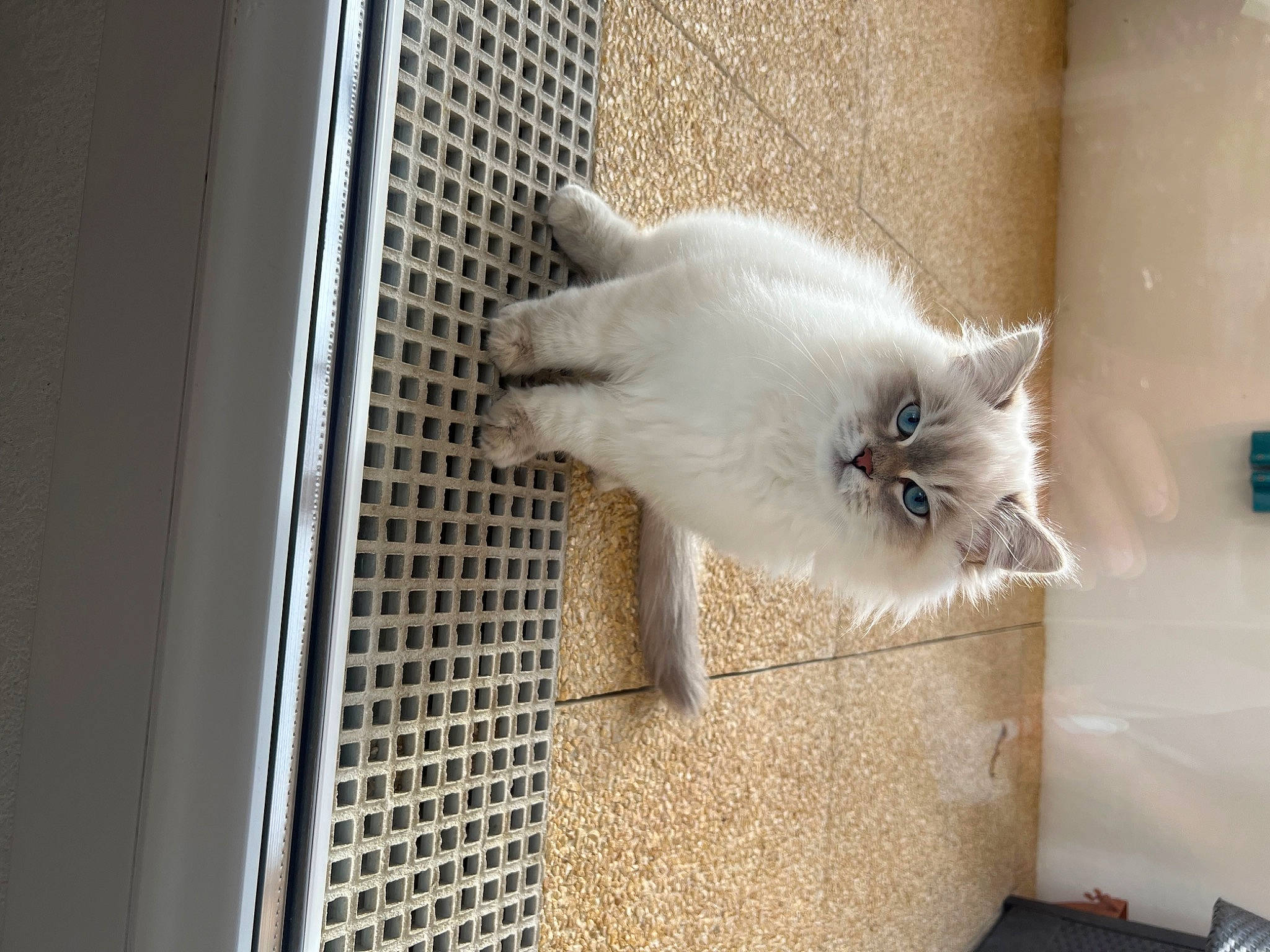 Pato participe au concours pour gagner de l'argent avec cette photo : animal_shelter, balinese, cage, carnivore, cat, claw, domestic_short_haired_cat, door, fawn, felidae, flooring, fur, gas, paw, pet_supply, small_to_medium_sized_cats, snout, tail, whiskers