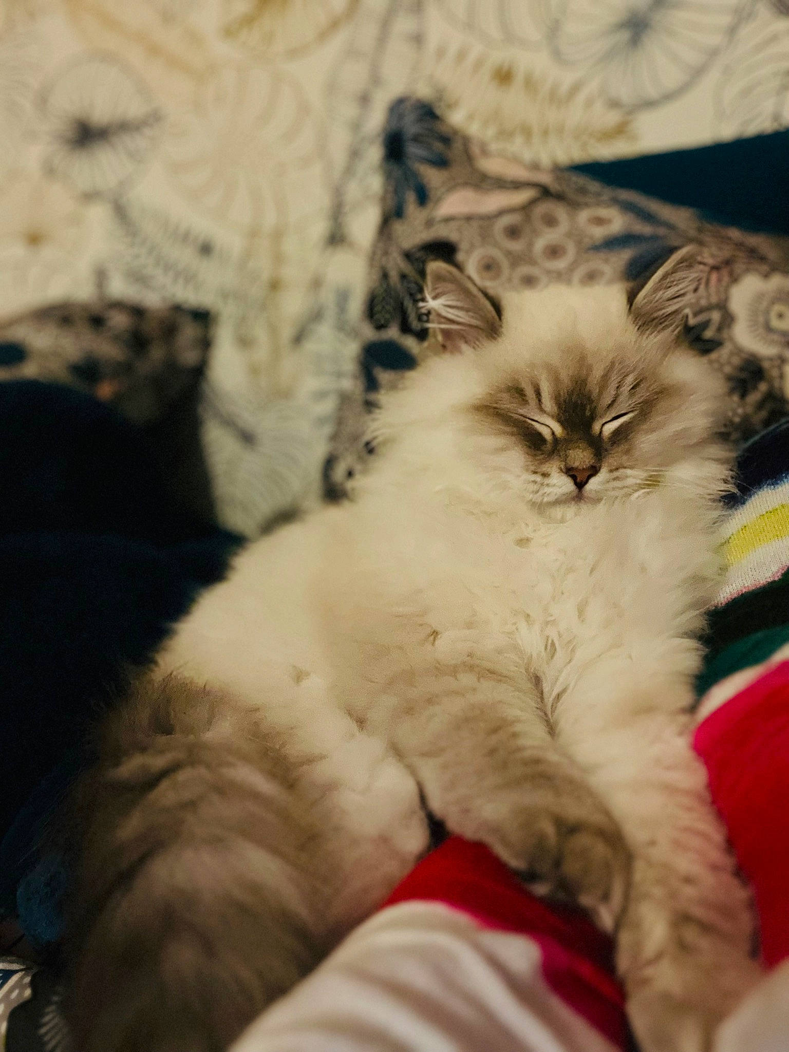 Pato participe au concours pour gagner de l'argent avec cette photo : carnivore, cat, claw, comfort, felidae, fur, paw, ragdoll, small_to_medium_sized_cats, tail, terrestrial_animal, thai, whiskers